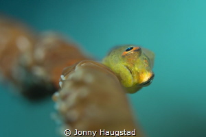 Whip Coral Goby by Jonny Haugstad 